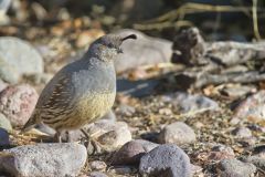 Gambel's Quail, Callipepla gambelii