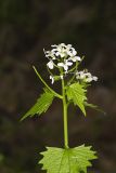 Garlic Mustard, Alliaria petiolata