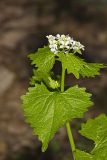 Garlic Mustard, Alliaria petiolata