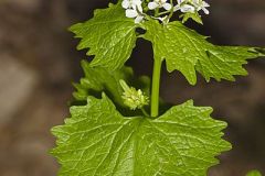 Garlic Mustard