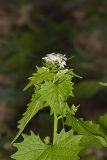 Garlic Mustard, Alliaria petiolata