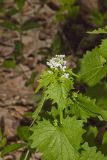 Garlic Mustard, Alliaria petiolata