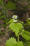 Garlic Mustard, Alliaria petiolata