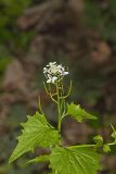 Garlic Mustard, Alliaria petiolata