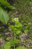 Garlic Mustard, Alliaria petiolata