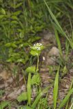 Garlic Mustard, Alliaria petiolata