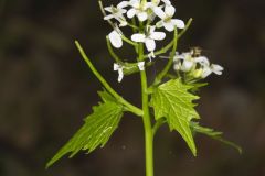 Garlic Mustard, Alliaria petiolata