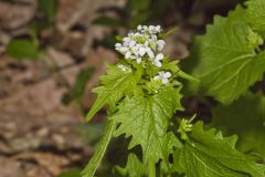 Garlic Mustard, Alliaria petiolata