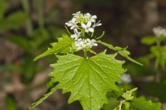 Garlic Mustard, Alliaria petiolata