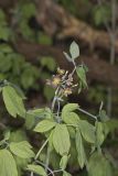 Giant Blue Cohosh, Caulophyllum giganteum
