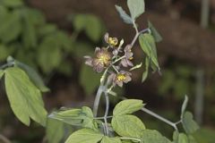 Giant Blue Cohosh
