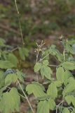 Giant Blue Cohosh, Caulophyllum giganteum