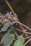 Giant Blue Cohosh, Caulophyllum giganteum