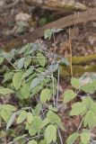 Giant Blue Cohosh, Caulophyllum giganteum
