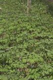 Giant Blue Cohosh, Caulophyllum giganteum