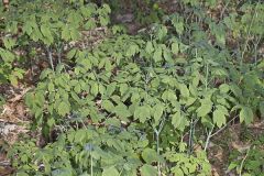 Giant Blue Cohosh, Caulophyllum giganteum