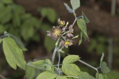 Giant Blue Cohosh, Caulophyllum giganteum