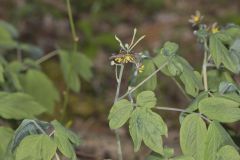 Giant Blue Cohosh, Caulophyllum giganteum