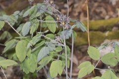 Giant Blue Cohosh, Caulophyllum giganteum