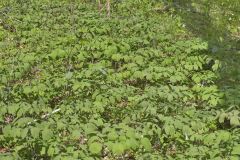 Giant Blue Cohosh, Caulophyllum giganteum