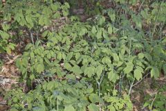Giant Blue Cohosh, Caulophyllum giganteum