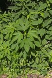 Giant Ragweed, Ambrosia trifida