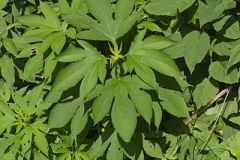 Giant Ragweed