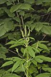 Giant Ragweed, Ambrosia trifida