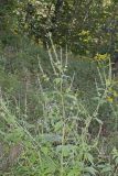 Giant Ragweed, Ambrosia trifida