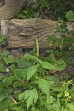 Giant Ragweed, Ambrosia trifida