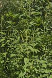 Giant Ragweed, Ambrosia trifida