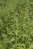 Giant Ragweed, Ambrosia trifida