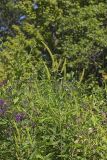 Giant Ragweed, Ambrosia trifida