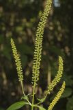 Giant Ragweed, Ambrosia trifida