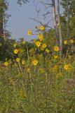 Giant Sunflower, Helianthus giganteus