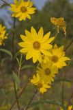 Giant Sunflower, Helianthus giganteus