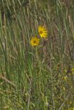 Giant Sunflower, Helianthus giganteus