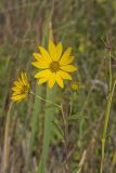 Giant Sunflower, Helianthus giganteus