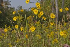 Giant Sunflower, Helianthus giganteus