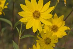 Giant Sunflower, Helianthus giganteus