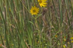 Giant Sunflower, Helianthus giganteus