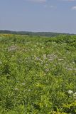 Glade Mallow, Napaea dioica