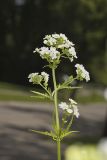 Glade Mallow, Napaea dioica