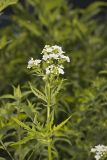Glade Mallow, Napaea dioica