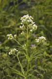 Glade Mallow, Napaea dioica
