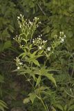 Glade Mallow, Napaea dioica