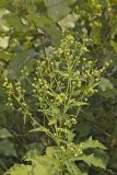 Glade Mallow, Napaea dioica