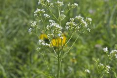 Glade Mallow, Napaea dioica