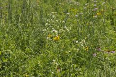 Glade Mallow, Napaea dioica
