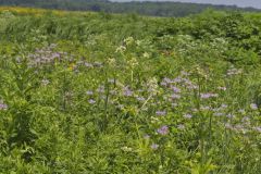 Glade Mallow, Napaea dioica